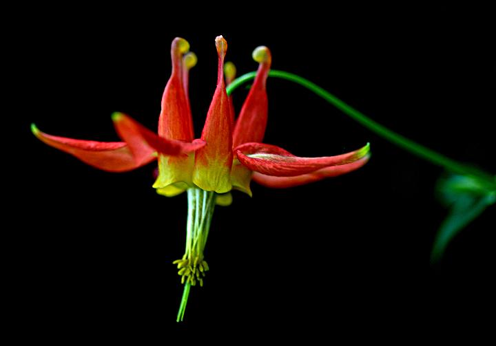 Columbine, Aquilegia formosa.jpg